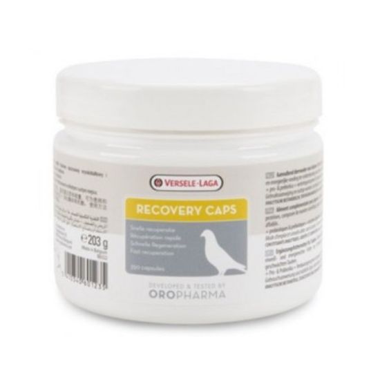 تصویر ریکاوری کبوتر